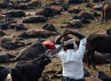 Фото Underside "Gadhimai"